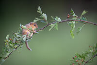 лешников сънливец (съсел); comments:24