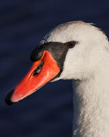 no name ( ID=2567348 ); comments:3