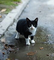 Автентичната котка 1; comments:2