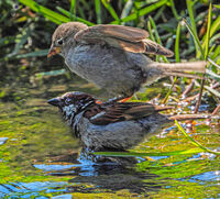 жега; Коментари:3