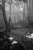 без име ( ID=2567427 ); Коментари:1