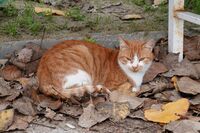 Котка в листата; comments:4