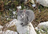 Котка на скала; comments:4