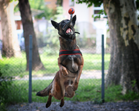 Gianluigi Donnarumma  :))); comments:12