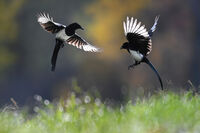 no name ( ID=2567451 ); comments:16