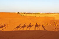 В Сахара; Коментари:6