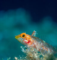 Чернолицево блени (Tripterygion delaisi); comments:15