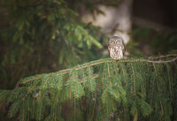 Врабчова Кукумявка (Glaucidium passerinum); comments:6