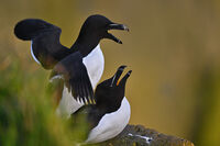 Гагарки; comments:6