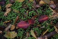 ...почти натюрморт; Коментари:6