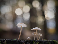 светлинно шоу; Коментари:18