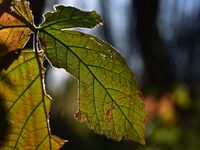 без име ( ID=2567666 ); Коментари:1