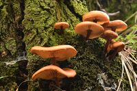 no name ( ID=2567669 ); comments:5