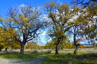 Под старите дъбове.; Коментари:1