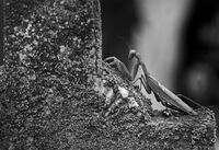 без име ( ID=2567694 ); Коментари:13