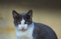 Дъщерята на автентичната котка; comments:5