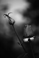 без име ( ID=2567709 ); Коментари:9