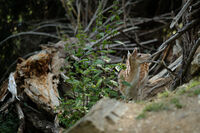 Горска красавица; comments:4