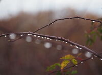 Есенно настроение; comments:6