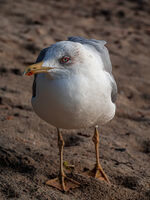  Симпатяга; Коментари:3