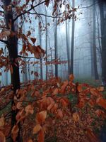 no name ( ID=2567767 ); comments:1