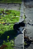 Край улицата; Няма коментари