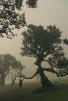 Final forest, Madeira; Коментари:6