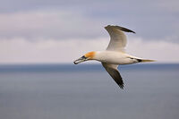 Бял рибояд; comments:8