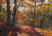 без име ( ID=2567844 ); Коментари:4