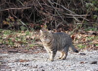 Не се бъзикай с мен!; comments:9