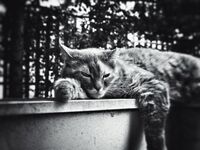 Спокойният звяр пак е звяр.; comments:5