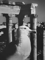 без име ( ID=2567874 ); Коментари:3