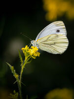 спомен за лятото; comments:3