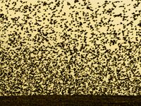 When the Ground Is Reborn as Sky; comments:6