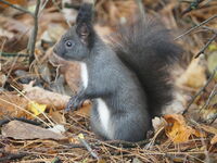 K*; Коментари:2