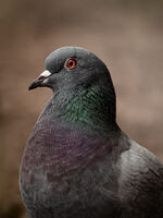 Виждам те; Коментари:2