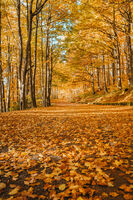 Пътят; Коментари:2