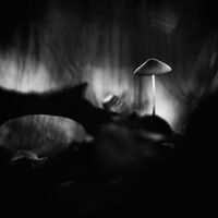 Ноември ноктюрно; Коментари:31