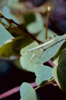 без име ( ID=2567953 ); Коментари:1