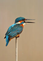 земеродно рибарче; comments:8