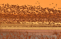 големи белочели гъски; comments:2