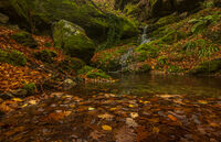 Шепот в гората.; comments:2