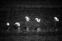 Спящи фламинги; Коментари:2