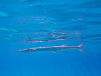 заргана; comments:3