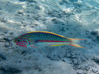 klunzingers wrasse; Коментари:4