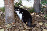 Котка между две дървета; comments:3