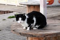 Котка на импровизирана маса; comments:4