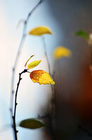 без име ( ID=2568043 ); Коментари:3