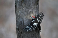 Среден пъстър кълвач; Коментари:9