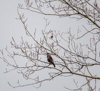 без име ( ID=2568062 ); Коментари:2